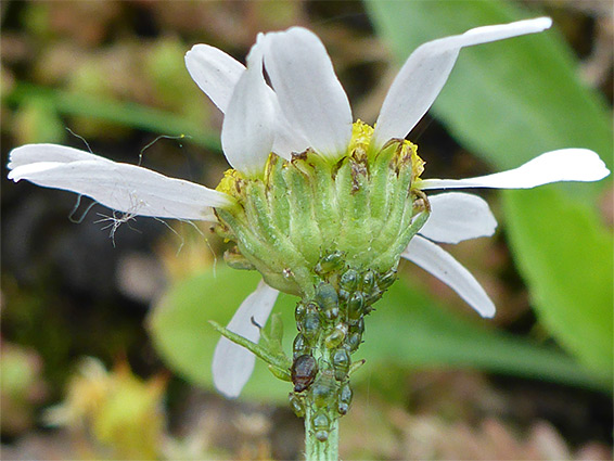 Insects on a flowerhead