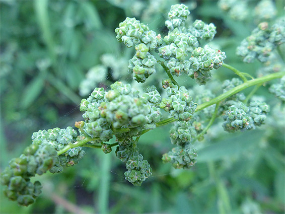 Five-lobed flowers