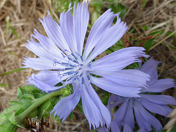 Flowerhead