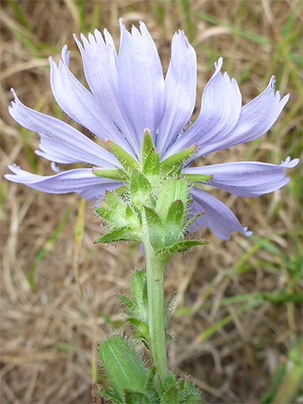 Hairy phyllaries