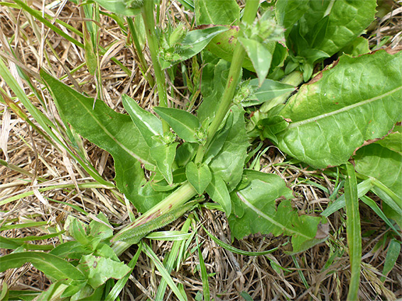 Stems and leaves