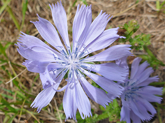 Inflorescence