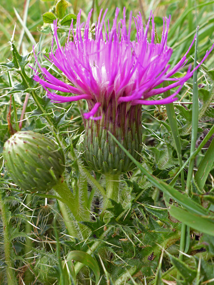 Two flowerheads