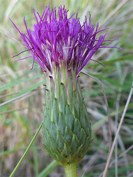 Egg-shaped involucre