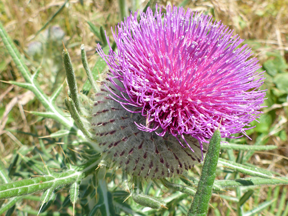 Mature flowerhead