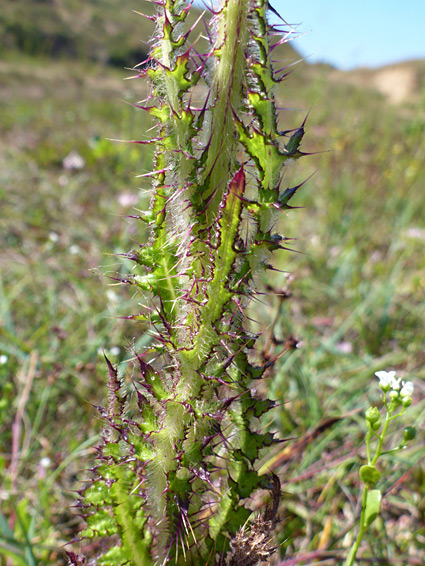 Spiny, winged stems