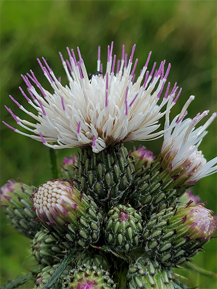 Marsh thistle