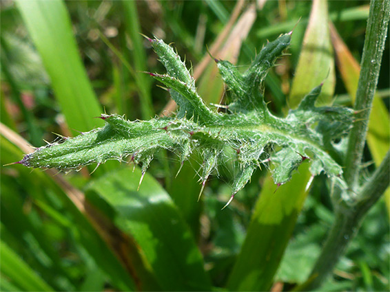 Upper leaf surface