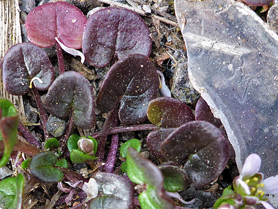 Purple leaves