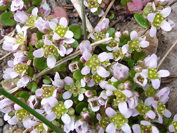 Tiny flowers