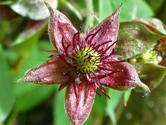 Five-petalled flower