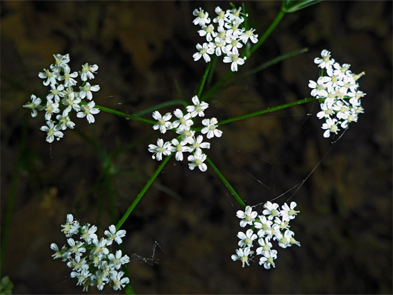 Six flower clusters