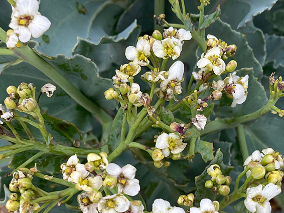 Inflorescence