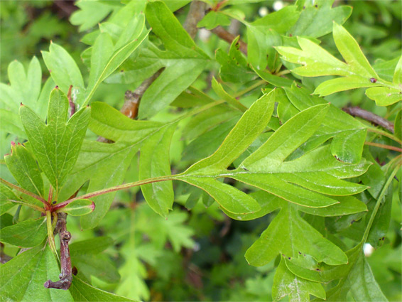 Pale green leaves