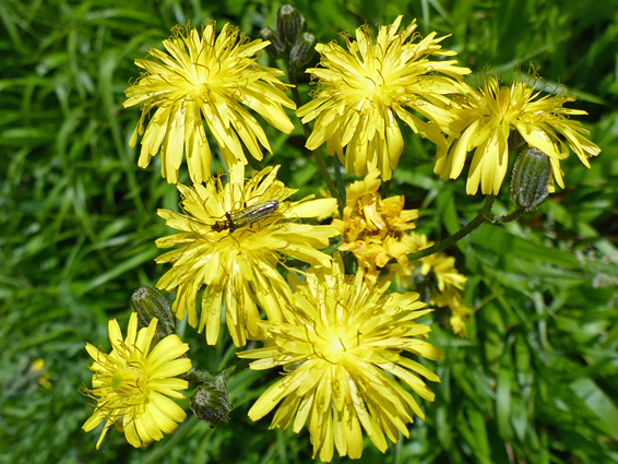 Yellow flowerheads