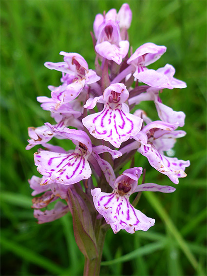 Pale pink petals