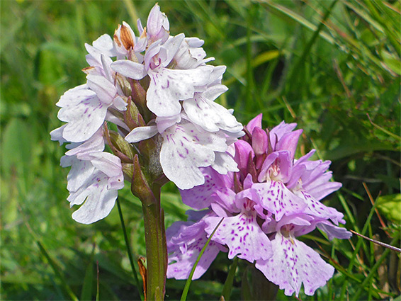 Pink and white flowers