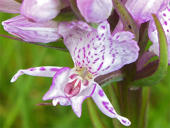 Heath spotted orchid