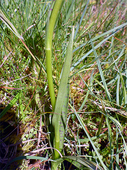 Stem and leaves