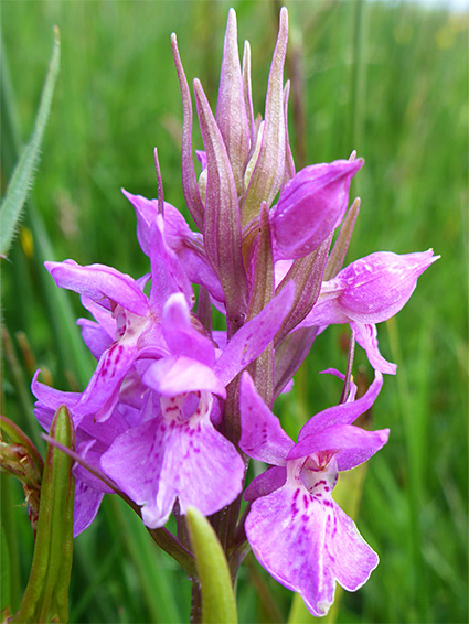 Clustered inflorescence