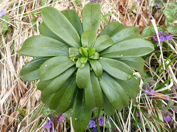 Hairless leaves