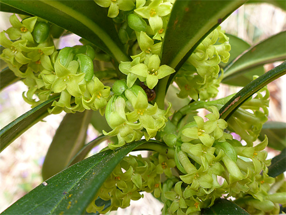 Flowers and leaves