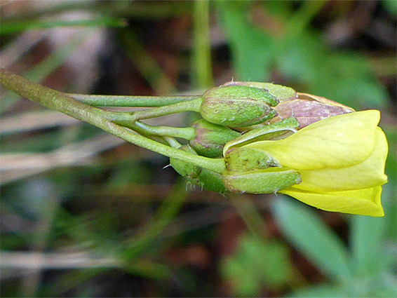 Sparse sepal hairs