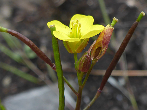 Fruits and flower