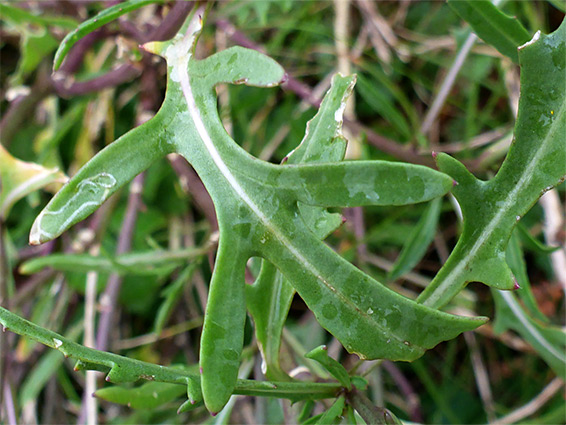 Pinnatifid leaf