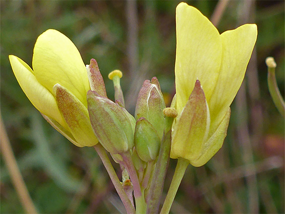 Buds and flowers