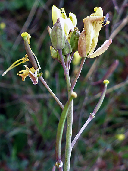 Withering flowers