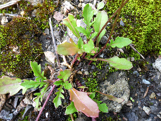 Basal leaves