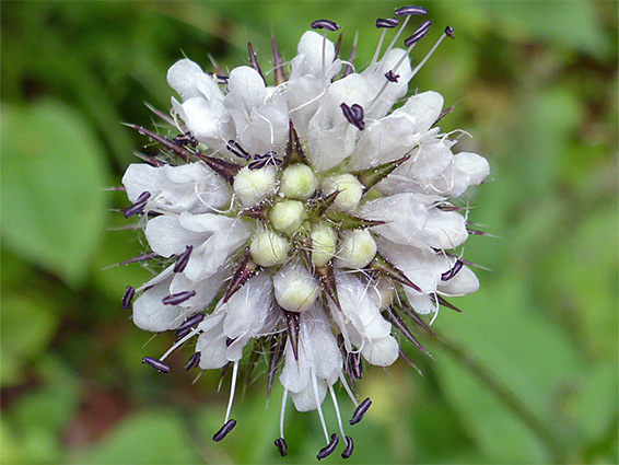 Buds and flowers