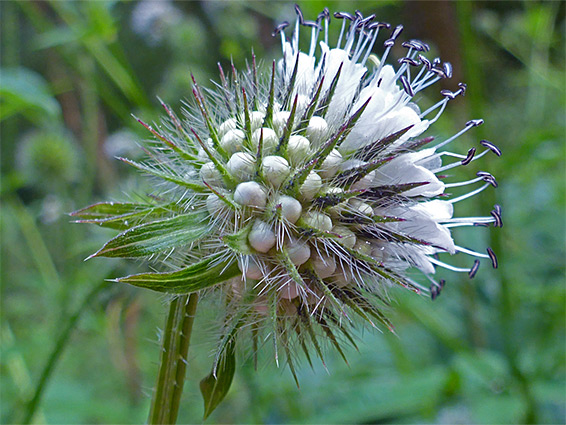 Bracts and flowers