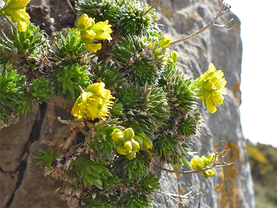 Plants on a cliff