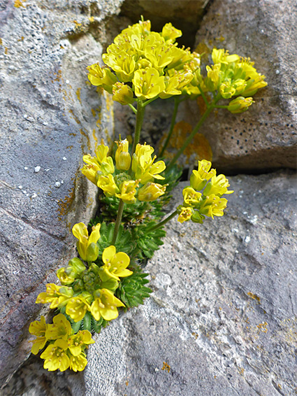 Flowering stems