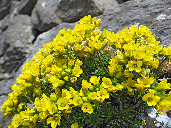 Many flowers