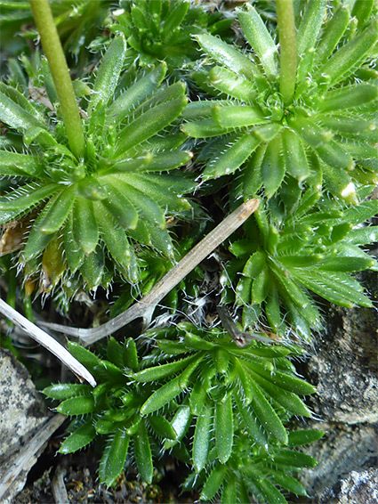 Leaf rosettes