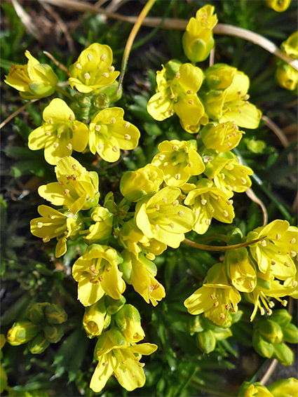 Exserted stamens