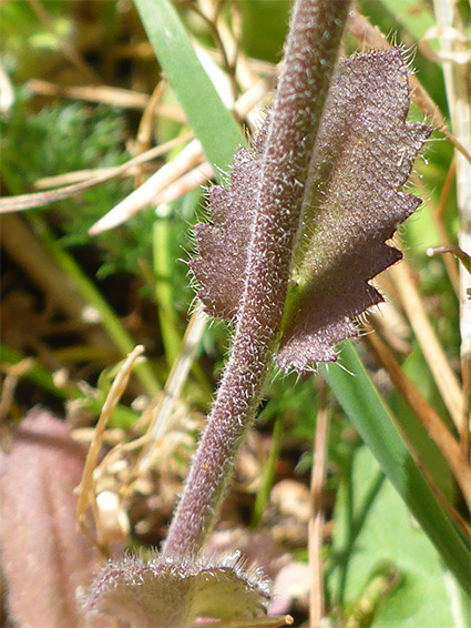 Cauline leaf