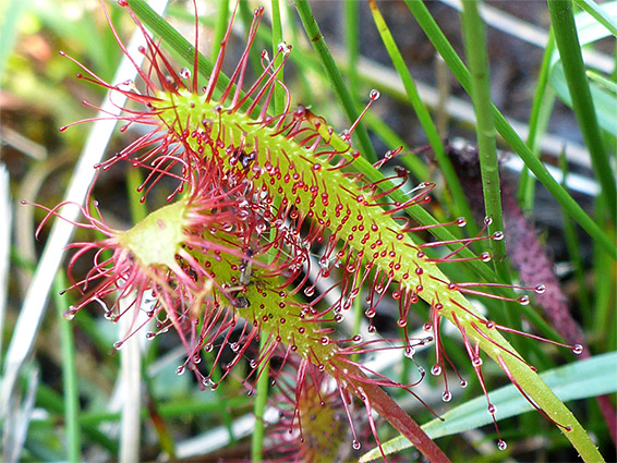 Pair of leaves