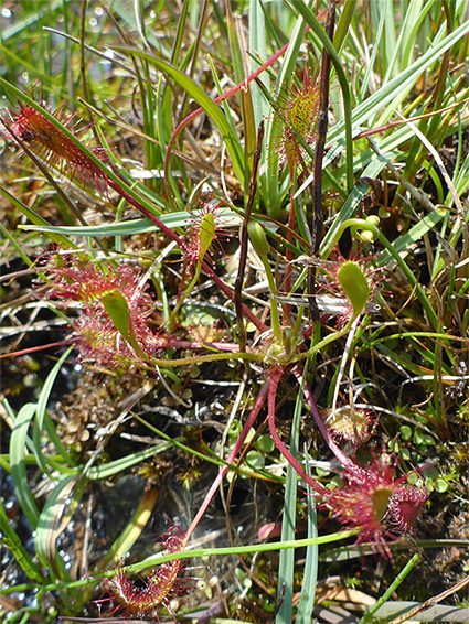 Leaf cluster