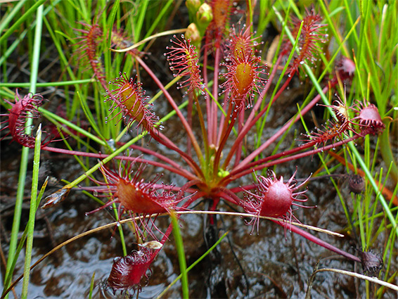 Radiating leaves