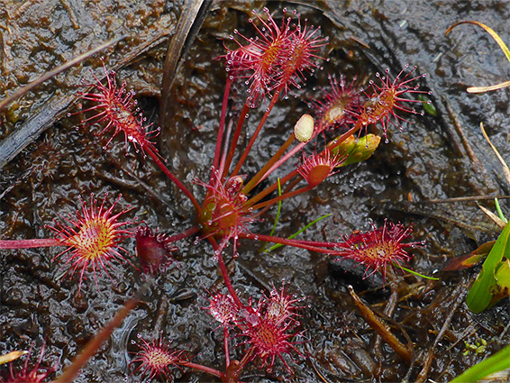 Plant on dark soil