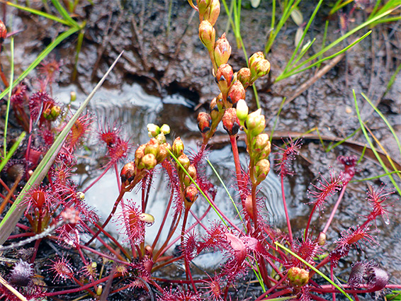 Buds and leaves