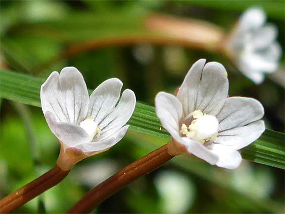 White flowers