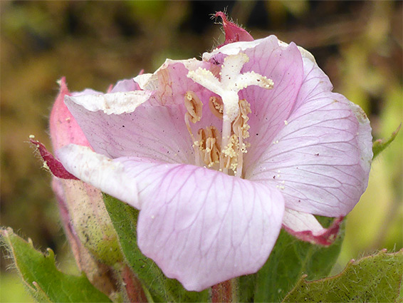 Pale pink flower