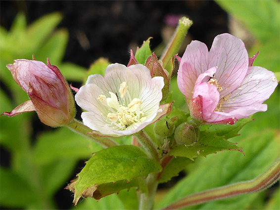 Three flowers