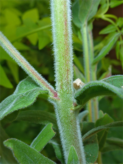 Downy stem