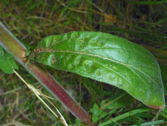 Shiny leaf